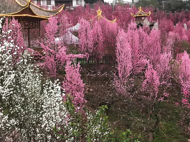 三月龙泉万家大院农家乐桃花美景