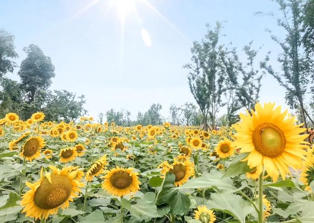 成都周边赏花打卡地:　天府芙蓉园