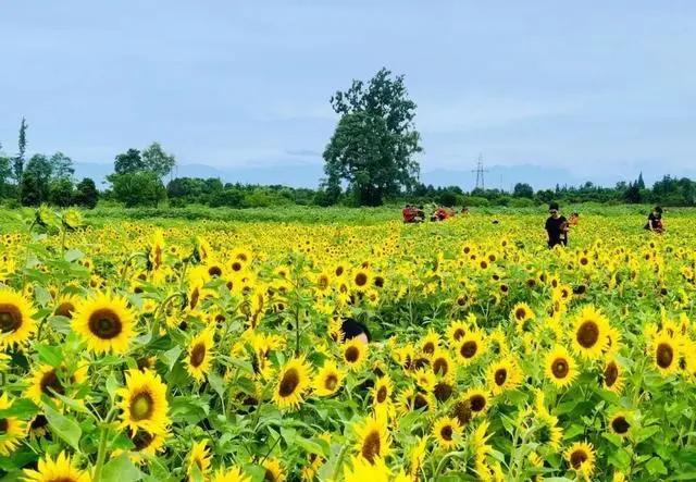 成都周边赏花打卡地:　天府芙蓉园