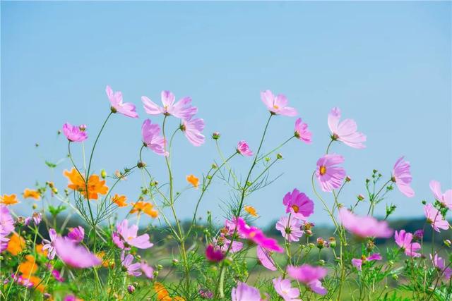 成都周边赏花打卡地:　　温江王家小林